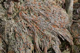 Attēlu rezultāti vaicājumam “Trapeliopsis granulosa”