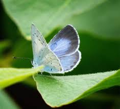 Attēlu rezultāti vaicājumam “Celastrina argiolus female”