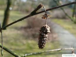 Attēlu rezultāti vaicājumam “Betula alleghaniensis fruit”