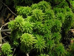 Attēlu rezultāti vaicājumam “Sphagnum wulfianum”