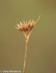 Attēlu rezultāti vaicājumam “Rhynchospora alba flower”