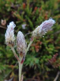 Attēlu rezultāti vaicājumam “Antennaria dioica male flower”