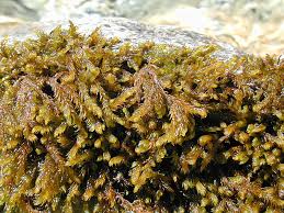 Attēlu rezultāti vaicājumam “Palustriella falcata”