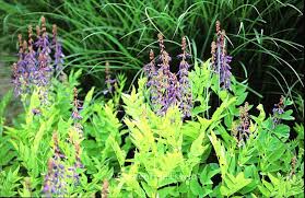 Attēlu rezultāti vaicājumam “Galega orientalis bud”