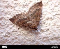 Attēlu rezultāti vaicājumam “Larentia clavaria”