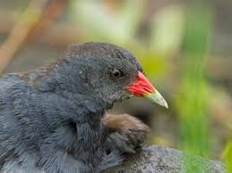 Attēlu rezultāti vaicājumam “Cratarellus cornucopioides”