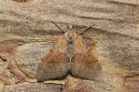 Attēlu rezultāti vaicājumam “Pennithera firmata”