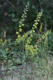 Attēlu rezultāti vaicājumam “Trichia erecta stalked”