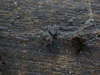 Attēlu rezultāti vaicājumam “Licea pusilla sessile”