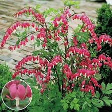 Image result for tränendes Herz