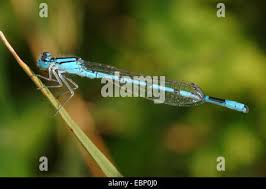 Attēlu rezultāti vaicājumam “Enallagma cyathigerum male”