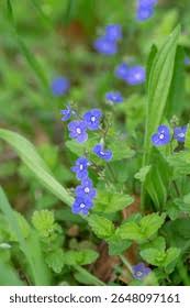 Image result for Veronica chamaedrys