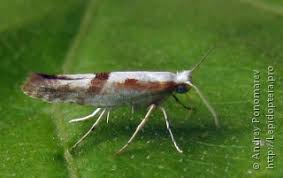 Attēlu rezultāti vaicājumam “Argyresthia pruniella”