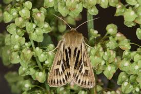 Attēlu rezultāti vaicājumam “Cerapteryx graminis”