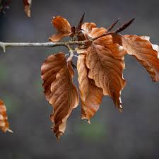 Attēlu rezultāti vaicājumam “Fagus sylvatica fo. purpurea fruit”