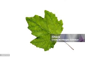 Attēlu rezultāti vaicājumam “Chenopodium acerifolium leaf”