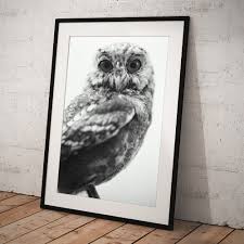 Attēlu rezultāti vaicājumam “Strigiformes”