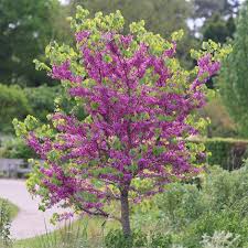 Attēlu rezultāti vaicājumam “Cercis siliquastrum”