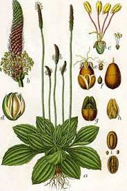 Attēlu rezultāti vaicājumam “Plantago media leaf”