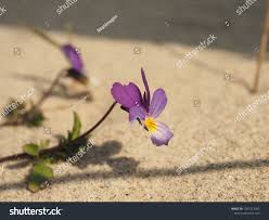 Attēlu rezultāti vaicājumam “Viola tricolor subsp. curtisii bud”
