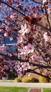 Attēlu rezultāti vaicājumam “Prunus cerasifera flower”