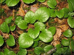 Attēlu rezultāti vaicājumam “Oenothera rubricauli leaf”