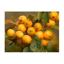 Attēlu rezultāti vaicājumam “Malus x zumi fruit”