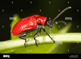 Attēlu rezultāti vaicājumam “Lilioceris lilii”