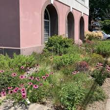 Attēlu rezultāti vaicājumam “Enteridium olivaceum young”