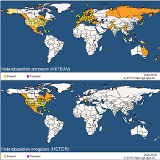 Attēlu rezultāti vaicājumam “Heterobasidion annosum”