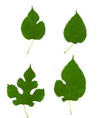 Attēlu rezultāti vaicājumam “Morus alba leaf”