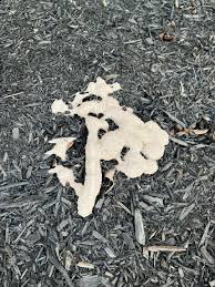 Attēlu rezultāti vaicājumam “Amaurochaete atra spores”