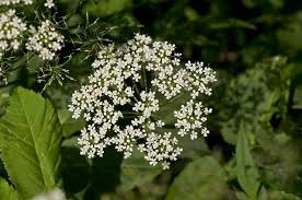 Attēlu rezultāti vaicājumam “Aegopodium podagraria flower”