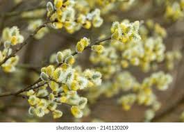 Attēlu rezultāti vaicājumam “Salix caprea male flower”