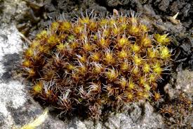 Attēlu rezultāti vaicājumam “Syntrichia ruralis var. ruralis”