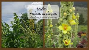 Attēlu rezultāti vaicājumam “Verbascum thapsus fruit”