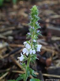Image result for Veronica officinalis