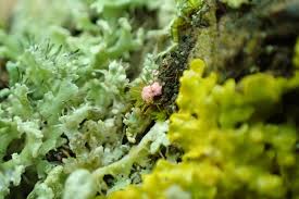 Attēlu rezultāti vaicājumam “Illosporiopsis christiansenii”