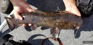 Image result for Pylodictis olivaris