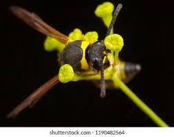 Attēlu rezultāti vaicājumam “Eumenes sp.”