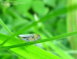 Attēlu rezultāti vaicājumam “Cicadella viridis female”