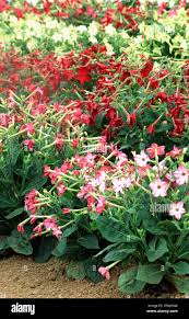 Image result for Nicotiana x sanderae