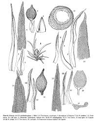Attēlu rezultāti vaicājumam “Weissia brachycarpa”