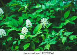 Attēlu rezultāti vaicājumam “Actaea spicata flower”