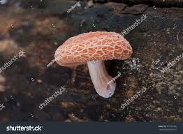 Attēlu rezultāti vaicājumam “Rhodotus palmatus”