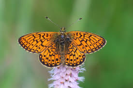 Attēlu rezultāti vaicājumam “Boloria eunomia underside”