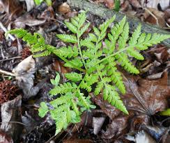 Attēlu rezultāti vaicājumam “Botrychium virginianum”