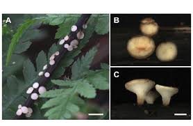 Attēlu rezultāti vaicājumam “Hymenoscyphus fraxineus”