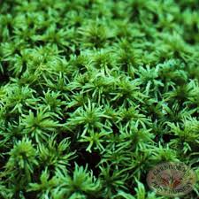 Attēlu rezultāti vaicājumam “moss”