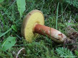 Attēlu rezultāti vaicājumam “Xerocomus subtomentosus”